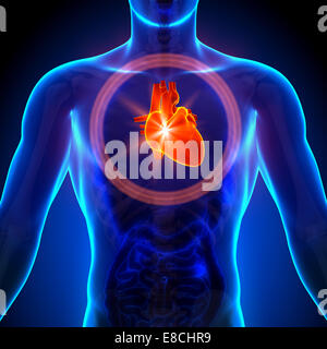 Cuore - anatomia maschile di organi umani - vista ai raggi x Foto Stock