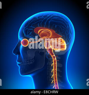 La struttura interna della testa - anatomia cerebrale Foto Stock