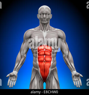Abs - Anatomia muscoli Foto Stock