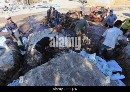 La città di Gaza, Striscia di Gaza, Territori palestinesi. 5 Ottobre, 2014. I lavoratori palestinesi tan pelle di vacche e pecore macellati dopo il secondo giorno di Eid al-Adha o la festa del sacrificio, in corrispondenza di una conceria in Gaza City il 5 ottobre 2014. Credito: ZUMA Press, Inc./Alamy Live News Foto Stock