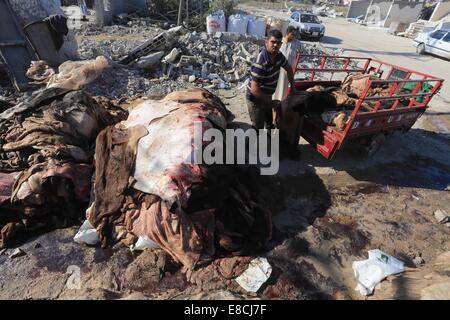 La città di Gaza, Striscia di Gaza, Territori palestinesi. 5 Ottobre, 2014. I lavoratori palestinesi tan pelle di vacche e pecore macellati dopo il secondo giorno di Eid al-Adha o la festa del sacrificio, in corrispondenza di una conceria in Gaza City il 5 ottobre 2014. Credito: ZUMA Press, Inc./Alamy Live News Foto Stock