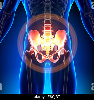 Hip / Sacrum / pube / ischio / Ilium - Anatomia ossa Foto Stock