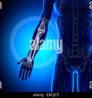 Raggio / Ulna - Anatomia ossa Foto Stock