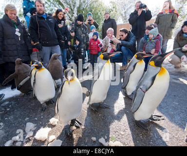 Un gregge di re pinguini è allietata da visitatori durante la sfilata è sculettando i sentieri di Zoo di Zurigo il 10 febbraio 2013. Foto Stock