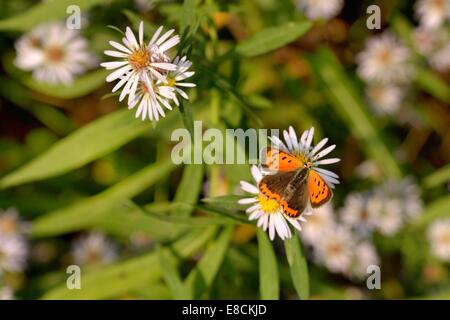 Rame piccola farfalla Lycaena phlaeas su un (Aster tripolium L.) Foto Stock