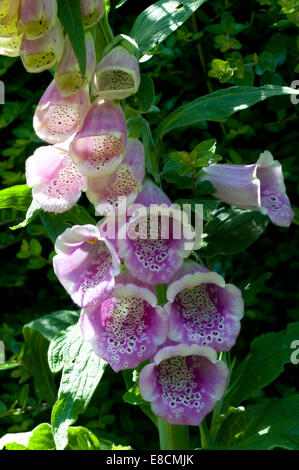 Pink & White hollyhock - Alcea, comunemente noto come hollyhocks, è un genere di circa 60 specie di piante fiorite malva Foto Stock