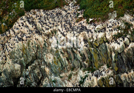 Grande colonia di Guillemots sulla pila sud isola sulla costa occidentale dell Isola Santa parte dell'isola di Anglesey (Sir Ynys Mon) Foto Stock