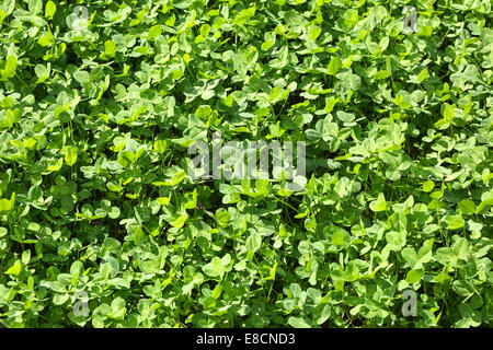 Trifoglio verde sul prato, immagine orizzontale Foto Stock