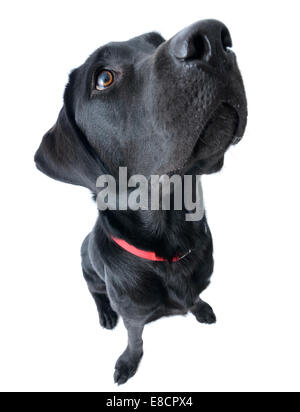Ritratto di black labrador retriever cane esagerato da obiettivo grandangolare Foto Stock
