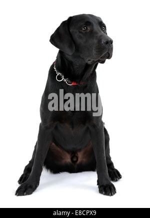 Nero labrador retriever dog sitter goffamente ritagliare isolati su sfondo bianco Foto Stock