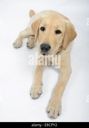 Giallo labrador retriever cucciolo sdraiato e guardando la fotocamera Foto Stock