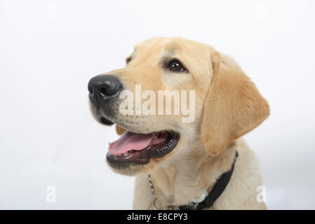 Giallo labrador retriever cucciolo Foto Stock