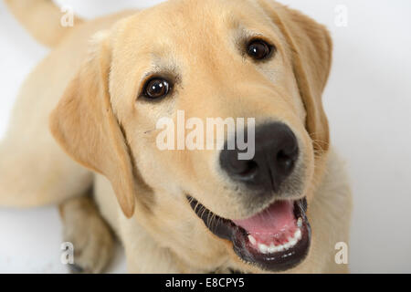 Giallo labrador retriever cucciolo guardando la fotocamera Foto Stock