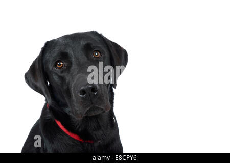 Attento black labrador retriever cane guardando la telecamera ritagliare isolati su sfondo bianco Foto Stock