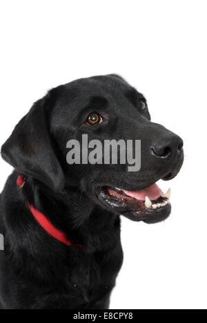 Nero labrador retriever Foto Stock