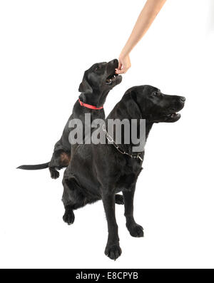 Persona alimentando due nero Labrador Retriever cani seduta ritagliare isolati su sfondo bianco Foto Stock