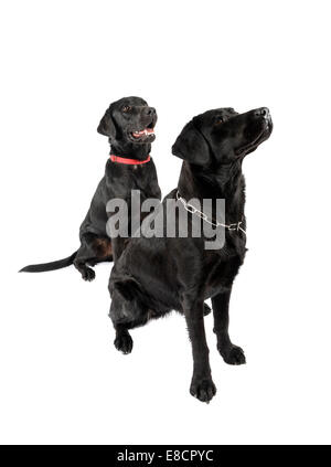 Nero Labrador Retriever cani seduti e cercando di tagliare fuori isolati su sfondo bianco Foto Stock