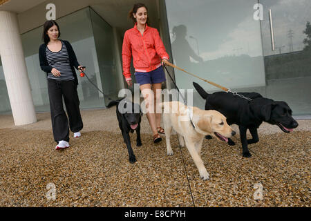 Due donne camminare tre labrador retriever cani Foto Stock