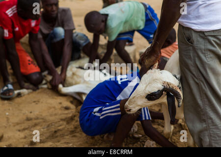 Dakar, Senegal. 5 Ottobre, 2014. Una famiglia Senegalese di membri maschili la macellazione di una capra per la Eid al-Adha festival presso la Grande Moschea di Dakar in Senegal, il 5 ottobre 2014. Credito: Li Jing/Xinhua/Alamy Live News Foto Stock