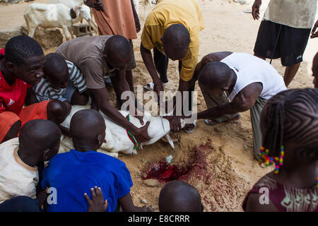 Dakar, Senegal. 5 Ottobre, 2014. Una famiglia Senegalese di elementi maschio di preparare per la macellazione di una capra per l'Eid al-Adha festival presso la Grande Moschea di Dakar in Senegal, il 5 ottobre 2014. Credito: Li Jing/Xinhua/Alamy Live News Foto Stock