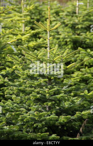 Alberi di Natale che cresce su un albero di Natale plantation, England, Regno Unito Foto Stock