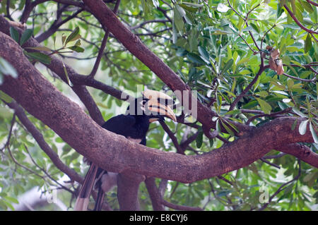 Tucani sono membri della famiglia Ramphastidae del vicino passerine uccelli da neotropicale. Indian toucan Rishikesh Foto Stock