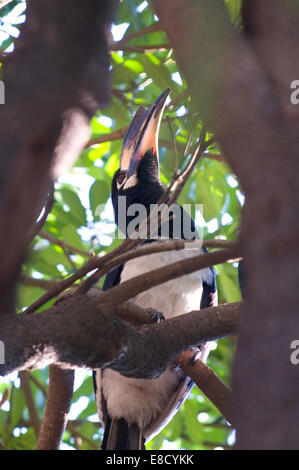 Tucani sono membri della famiglia Ramphastidae del vicino passerine uccelli da neotropicale. La famiglia comprende cinque generi Foto Stock
