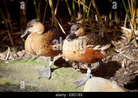 Una coppia di bande di sibilo errante anatre (Dendrocygna arcuata) in cattività. Lo Zoo di Taronga, Sydney, Australia. Foto Stock