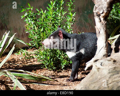 Un diavolo della Tasmania (Sarcophilus harrisii) in cattività al Taronga Zoo di Sydney, Australia. Foto Stock