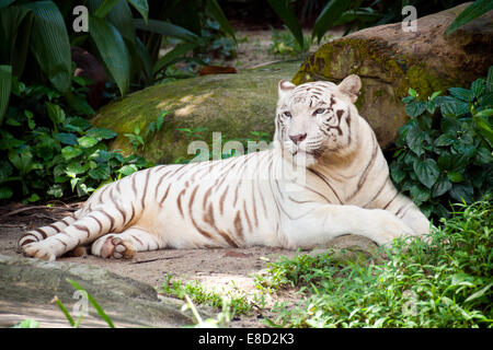 Una tigre bianca (bianco tigre del Bengala) (Panthera tigris tigris) si appoggia all'ombra a Singapore Zoo di Singapore. Foto Stock
