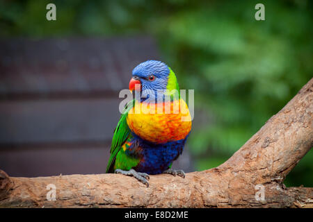 Un arcobaleno lorikeet (Trichoglossus haematodus) appollaiato su un ramo di albero. Sydney, Australia. Foto Stock