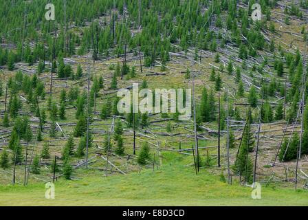 La nuova crescita tra gli alberi morti da un incendio di Yellowstone Foto Stock