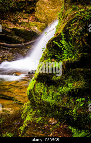 Felci e muschi crescente off una roccia e una cascata in Holtwood, Pennsylvania. Foto Stock