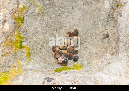 Gruppo di prodotti commestibili le chiocciole in un piccolo, chalk rock pool al divario di vacca, Eastbourne, East Sussex Foto Stock