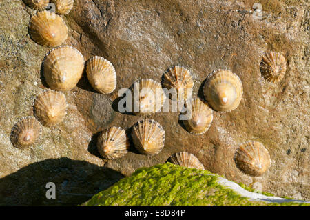 Gruppo di comune patelle di diverse fasce di età (dimensioni) al divario di vacca, Eastbourne, East Sussex Foto Stock