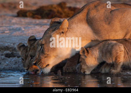 Leonessa (Panthera leo) con i cuccioli a waterhole, Namutoni, il Parco Nazionale di Etosha, Namibia Foto Stock