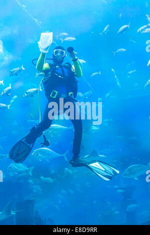 Sommozzatore pulisce la superficie di vetro in acquario, Atlantis leggenda theme park Le Camere Perdute, Atlantis Dubai Palm Jumeirah Foto Stock