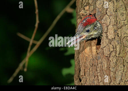 Picchio verde (Picus viridis), giovani guardando fuori del foro albero, Germania Foto Stock