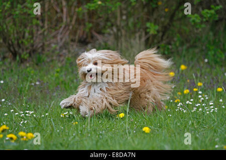 Esecuzione di Tibetan Terrier, Germania Foto Stock