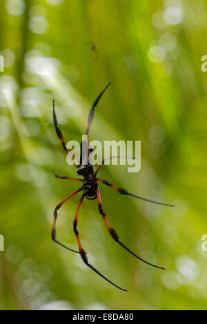 Red-gambe Golden Orb-web spider (Nephila inaurata), Baie Sainte Anne, Seicelle Foto Stock