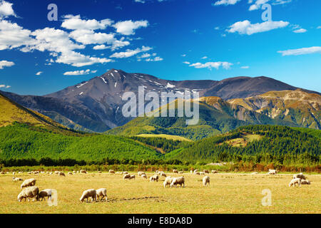 Paesaggio di montagna con pecore al pascolo, Nuova Zelanda Foto Stock