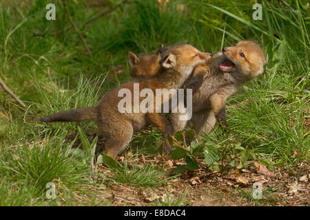 Rosso giovane volpe (Vulpes vulpes) giocando, Hagen, Germania Foto Stock