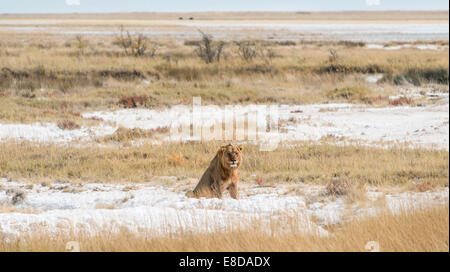 Lion (Panthera leo), maschio seduta sul bordo dell'Etosha Pan, il Parco Nazionale di Etosha, Namibia Foto Stock