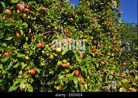 Mele mature (malus) sulla struttura ad albero, Meclenburgo-Pomerania Occidentale, Germania Foto Stock