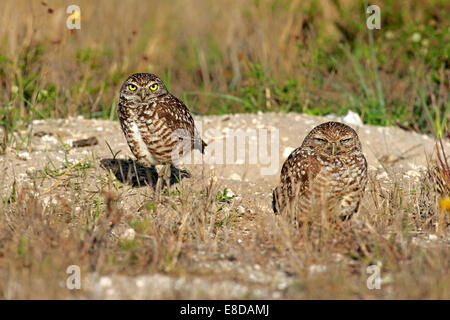 Scavando civetta (Athene cunicularia) adulti, a den, Florida, Stati Uniti Foto Stock