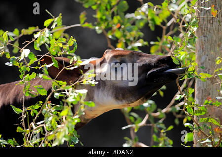 Okapi (Okapia johnstoni) adulto, alimentazione, captive, Miami, Florida, Stati Uniti d'America Foto Stock