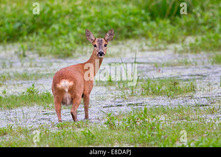 Il capriolo (Capreolus capreolus) in piedi in acqua, Steinhuder Meer, Bassa Sassonia, Germania Foto Stock