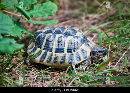 Hermann&#39;s tartaruga (Testudo hermanni), Toscana, Italia Foto Stock