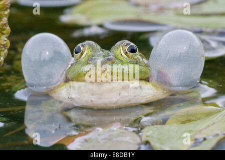 Acqua comune (Rana Rana esculenta) con vocal sacs, Hesse, Germania Foto Stock