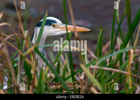 Airone cinerino (Ardea cinerea), ritratto, Hessen, Germania Foto Stock